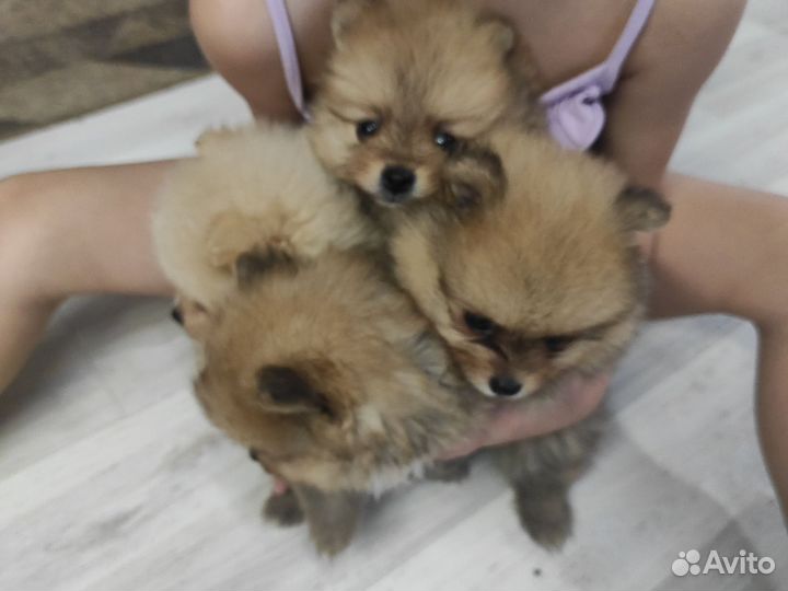 Померанский шпиц