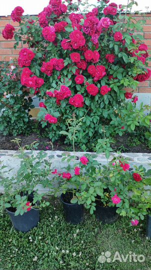 Роза плетистая эксцельза (Excelsa)