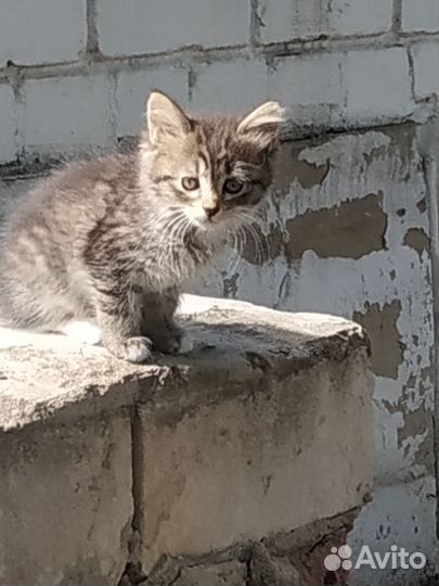 Котята крысоловы в добрые руки