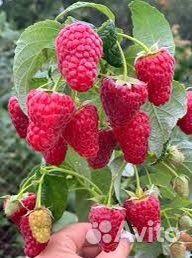 Ремонтантная Малина Разных Сортов С Доставкой