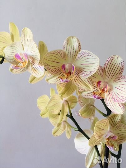 Орхидея фаленопсис цветущая