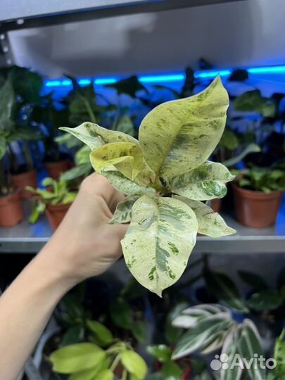 Фикус шривериана муншайн