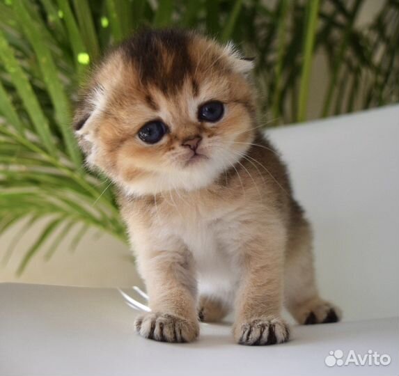 Шотландская