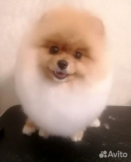 Грумер стрижка собак