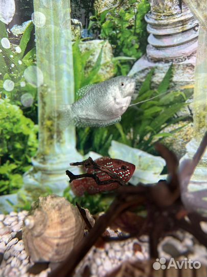 Моллинезия