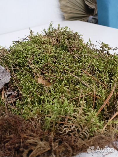Мох сухой природный, ягель, сфагнум