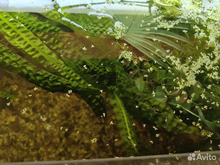 Аквариум 330л не бронирую