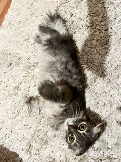Вислоухий котенок