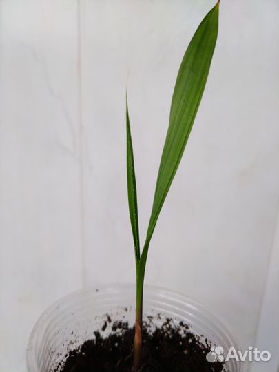 Орхидея, пальма Вашингтония веерная