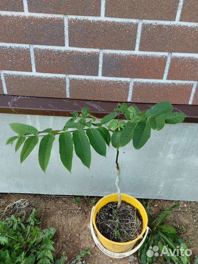 Грецкий орех