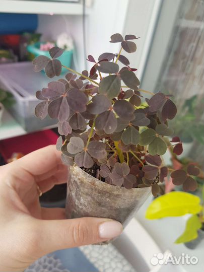 Оксалис вулканический