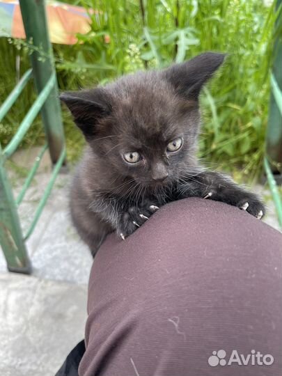 Кошка в дар