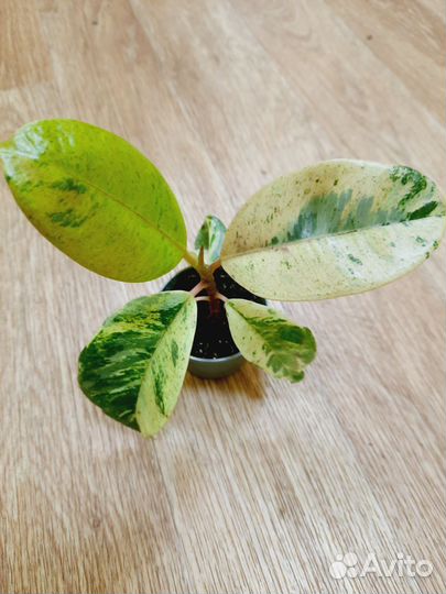 Комнатные растения редкие