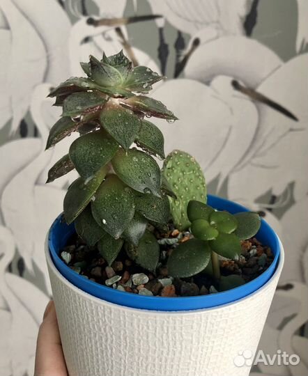 Набор из четырёх суккулентов