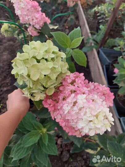 Гортензия метельчатая саженцы