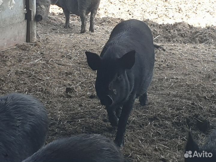 Мясо свинина фермерская