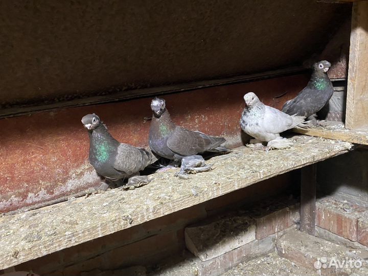 Голуби узбекские
