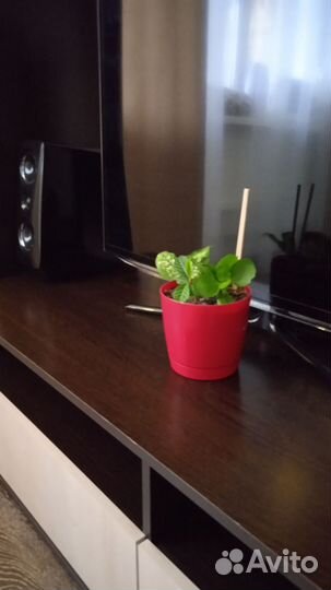 Микс цветов