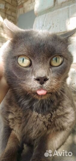 Молодой ласковый котя Сеня-Арсений/прибился к дому