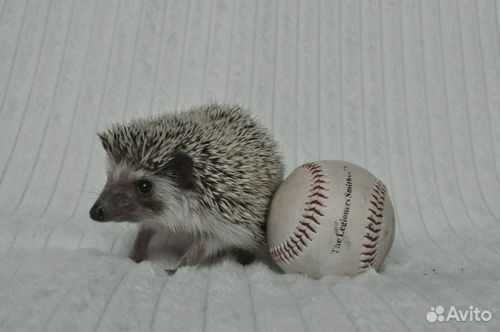 Африканский карликовый еж