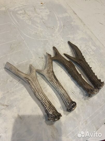 Рога косули