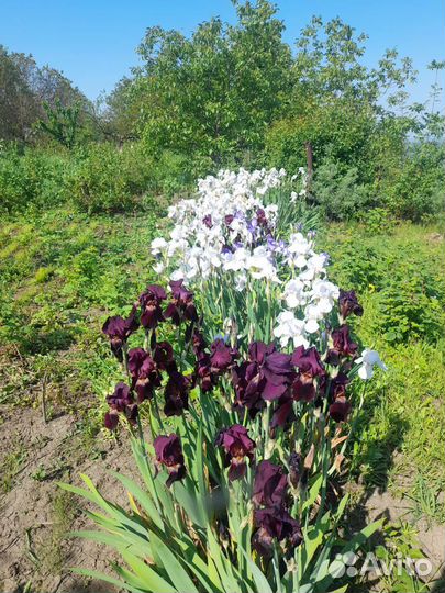 Ирисы белые