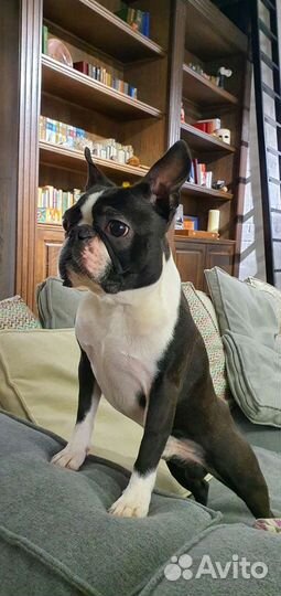 Бостон терьер. Вязка