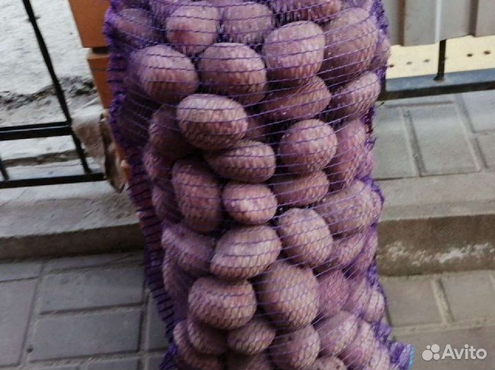 Картофель домашний