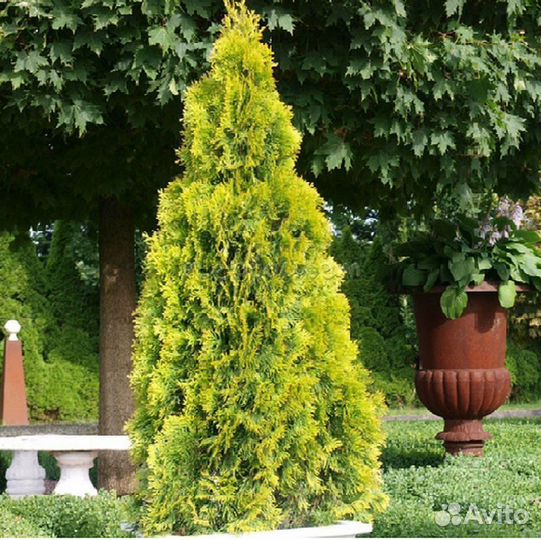 Туя Джанет Голд