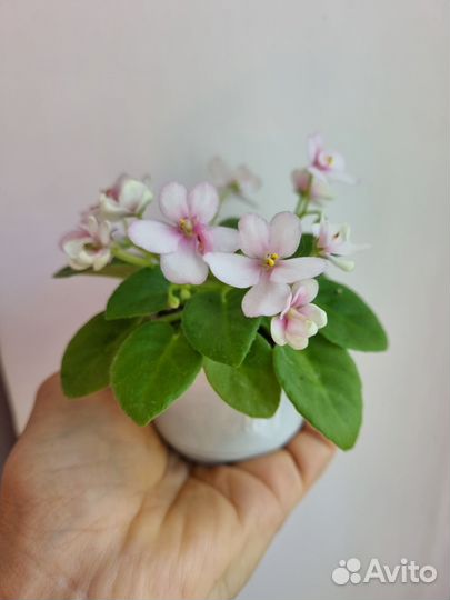 Фиалка мини