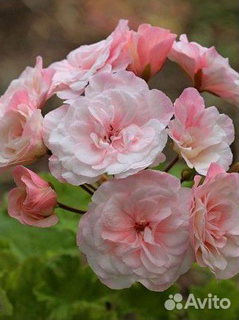 Пеларгонии сортовые