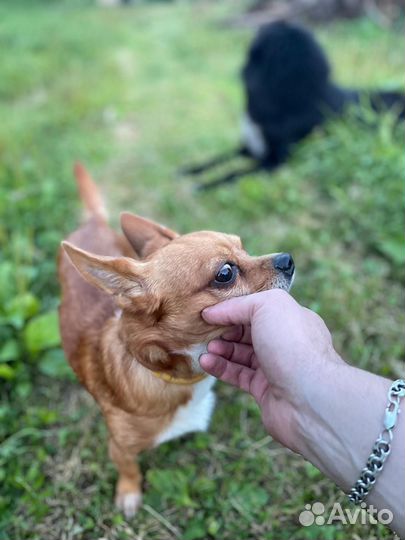 Вязка кобель чихуахуа