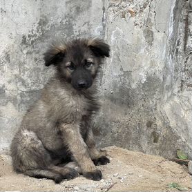 Щенок мальчик в добрые руки