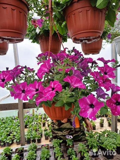 Подвесные кашпо петуния, калебрахоа