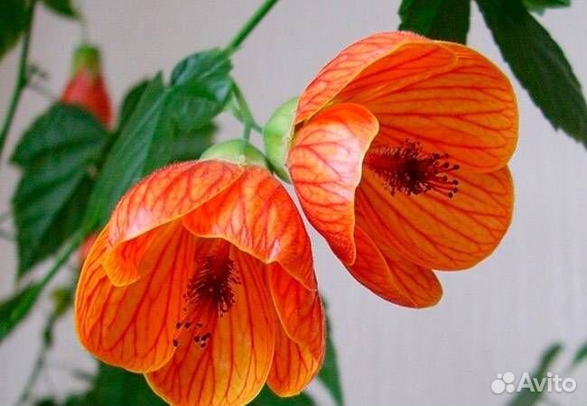 Абутилон Комнатный Клен