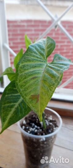 Сингониум конфетти