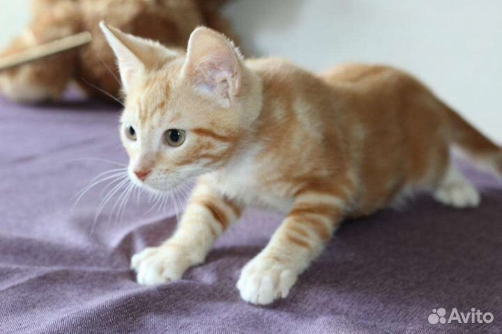 Рыжий котенок Мигель