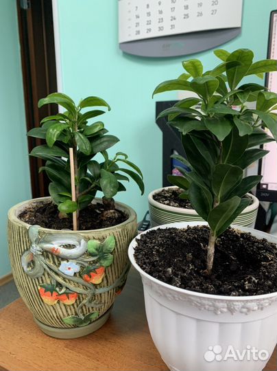 Фикус микрокарпа и клеродендрум Томсона