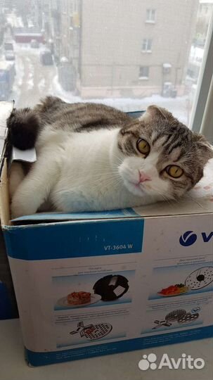 Шотландский вислоухий кот