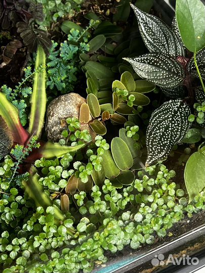 Маркгравия синтениси Marcgravia sintenisii