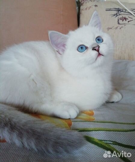 Котята шотландские