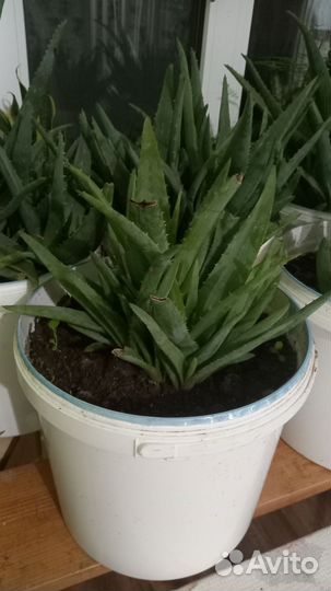 Алоэ вера(есть 5-летние)