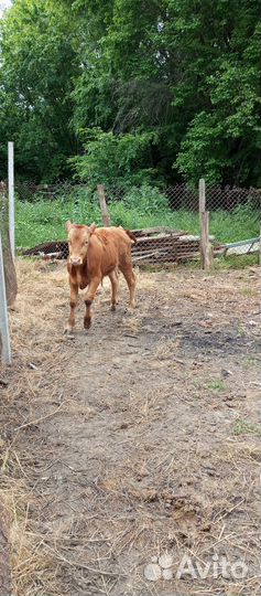 Бычок бычки телята теленок