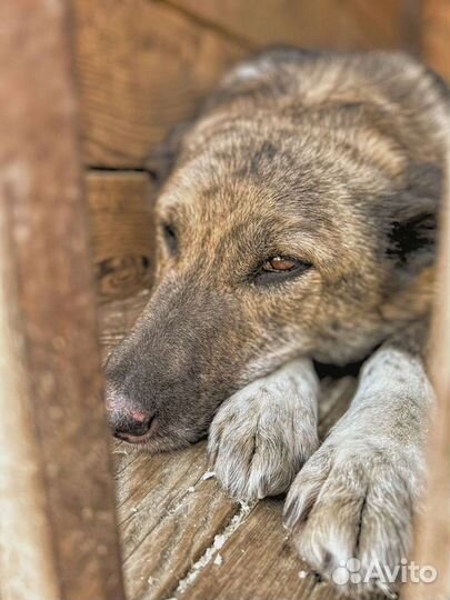 Спасите собаку из приюта