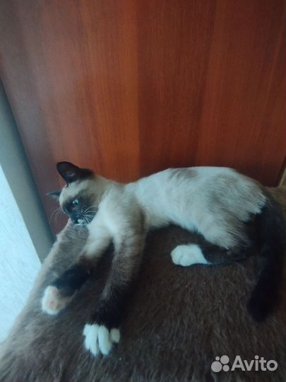 Котенок сиамский