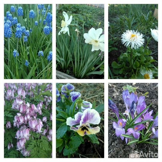 Многолетние садовые цветы