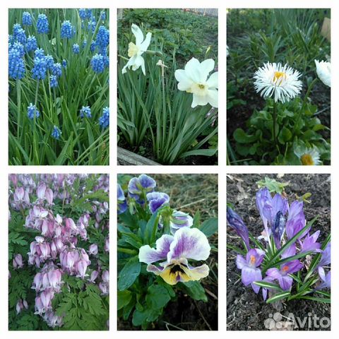 Многолетние садовые цветы