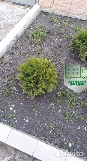 Туя Голден Глоб