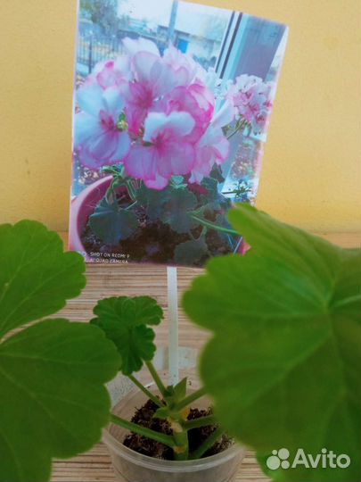 Герань ампельная сиреневая