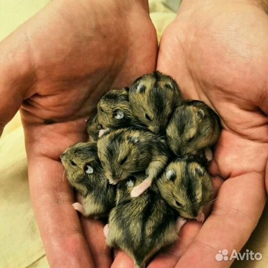 Джунгарский хомяк с клеткой бесплатно